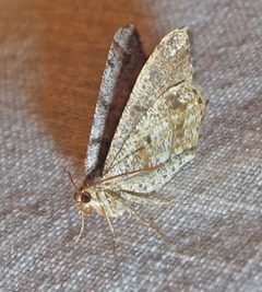 Macaria sexmaculata 2 by Jacy Lucier. Used under a CC BY-SA 4.0 license.