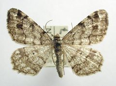 Macaria signaria by M. Virtala. Used under a Copyrighted free use license.