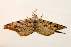 Macaria signaria 05 by CBG Photography Group, Centre for Biodiversity Genomics. Used under a CC0 license.