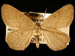 Macaria simplex by Jeremy deWaard, University of British Columbia. Used under a CC BY 3.0 license.