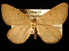 Macaria simplex1 by Jeremy deWaard, University of British Columbia. Used under a CC BY 3.0 license.