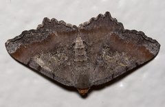 Macaria transitaria1 by Mike Boone. Used under a CC BY-SA 2.5 license.