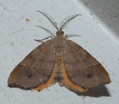 Mellilla xanthometata P1250657a by 
xpda. Used under a CC BY-SA 4.0 license.