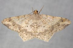 Psamatodes abydata 225771670 by Victor Engel. Used under a CC BY 4.0 license.
