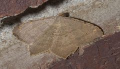 Psamatodes abydata P1250593a by 
xpda. Used under a CC BY-SA 4.0 license.