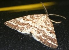 Eufidonia convergaria by cyanocorax. Used under a CC BY-SA 2.0 license.