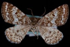 Eufidonia convergaria1 by Jeremy deWaard, University of British Columbia. Used under a CC BY 3.0 license.
