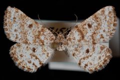 Eufidonia discospilata by Jeremy deWaard, University of British Columbia. Used under a CC BY 3.0 license.