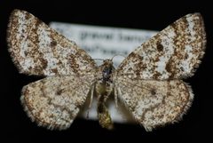 Eufidonia discospilata1 by Jeremy deWaard, University of British Columbia. Used under a CC BY 3.0 license.