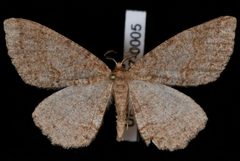 Melanolophia imitata1 by Jeremy deWaard, University of British Columbia. Used under a CC BY 3.0 license.