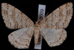 Melanolophia imitata2 by Jeremy deWaard, University of British Columbia. Used under a CC BY 3.0 license.