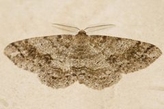 Melanolophia imitata4 by CBG Photography Group, Centre for Biodiversity Genomics. Used under a CC0 license.
