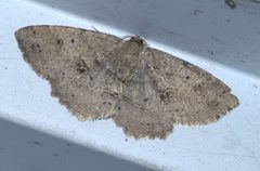 Melanolophia signataria P1570987a by 
xpda. Used under a CC BY-SA 4.0 license.