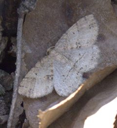 Melanolophia signataria P1580082a by 
xpda. Used under a CC BY-SA 4.0 license.