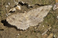 Melanolophia signataria P1580528a by 
xpda. Used under a CC BY-SA 4.0 license.