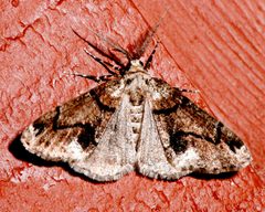 Gabriola dyari 01 by CBG Photography Group, Centre for Biodiversity Genomics. Used under a CC0 license.