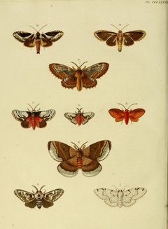 CramerAndStoll-uitlandsche kapellen vol. 4- pl 383 by Pieter Cramer (1721 - 1776) and Caspar Stoll (between 1725 and 1730 - 1791). Used under a Public domain license.