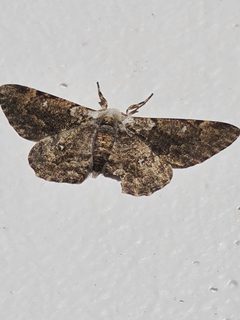 Thyrinteina arnobia 242953594 by Soetjipto Verkuijl. Used under a CC0 license.