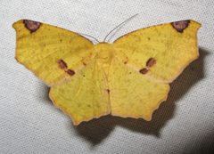 Antepione thisoaria female summer form by Jacy Lucier. Used under a CC BY-SA 4.0 license.