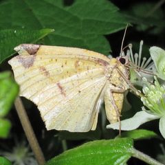 Antepione thisoaria female summer form 1 by Jacy Lucier. Used under a CC BY-SA 4.0 license.