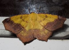 Antepione thisoaria male summer form by Jacy Lucier. Used under a CC BY-SA 4.0 license.