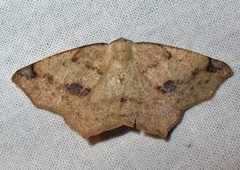 Antepione thisoaria spring form by Jacy Lucier. Used under a CC BY-SA 4.0 license.