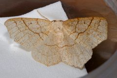 Besma quercivoraria 02 by CBG Photography Group, Centre for Biodiversity Genomics. Used under a CC0 license.