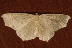 Besma quercivoraria 03 by CBG Photography Group, Centre for Biodiversity Genomics. Used under a CC0 license.