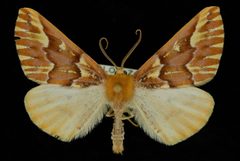 Caripeta aequaliaria by Jeremy deWaard, University of British Columbia. Used under a CC BY 3.0 license.