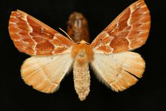 Caripeta aequaliaria1 by Jeremy deWaard, University of British Columbia. Used under a CC BY 3.0 license.