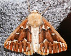 Caripeta aequaliaria2 by CBG Photography Group, Centre for Biodiversity Genomics. Used under a CC0 license.