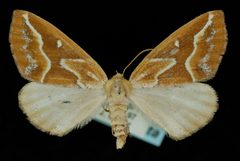 Caripeta angustiorata by Jeremy deWaard, University of British Columbia. Used under a CC BY 3.0 license.