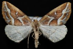 Caripeta angustiorata1 by Jeremy deWaard, University of British Columbia. Used under a CC BY 3.0 license.