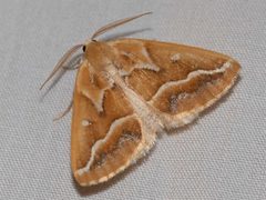Caripeta angustiorata 002 by David McCorquodale. Used under a CC BY 4.0 license.