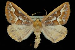 Caripeta aretaria by Jeremy deWaard, University of British Columbia. Used under a CC BY 3.0 license.