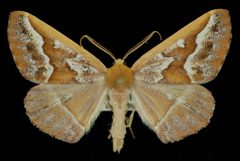 Caripeta aretaria1 by Jeremy deWaard, University of British Columbia. Used under a CC BY 3.0 license.