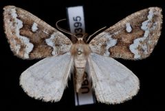 Caripeta divisata1 by Jeremy deWaard, University of British Columbia. Used under a CC BY 3.0 license.