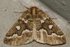 Caripeta divisata6 by CBG Photography Group, Centre for Biodiversity Genomics. Used under a CC0 license.