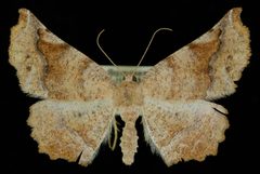 Caripeta hilumaria by Jeremy deWaard, University of British Columbia. Used under a CC BY 3.0 license.