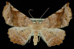 Caripeta hilumaria1 by Jeremy deWaard, University of British Columbia. Used under a CC BY 3.0 license.