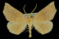 Caripeta macularia by Jeremy deWaard, University of British Columbia. Used under a CC BY 3.0 license.