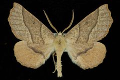 Caripeta ocellaria by Jeremy deWaard, University of British Columbia. Used under a CC BY 3.0 license.