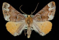 Caripeta pulcherrima by Jeremy deWaard, University of British Columbia. Used under a CC BY 3.0 license.