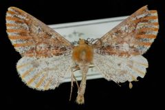 Caripeta suffusata by Jeremy deWaard, University of British Columbia. Used under a CC BY 3.0 license.