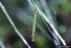 Cingilia catenaria larva by Steven Katovich. Used under a CC BY 3.0 license.