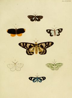 CramerAndStoll-uitlandsche kapellen vol. 3- pl 228 by Pieter Cramer (1721 - 1776) and Caspar Stoll (between  1725 and 1730 - 1791). Used under a Public domain license.