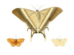 Illustrations of Exotic Entomology I 08 by Plates: Dru Drury (1725–1803). Text: John Obadiah Westwood (1805–1893). Used under a Public domain license.
