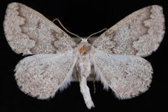 Enypia griseata by Jeremy deWaard, University of British Columbia. Used under a CC BY 3.0 license.