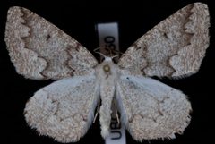Enypia packardata by Jeremy deWaard, University of British Columbia. Used under a CC BY 3.0 license.