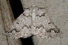 Enypia packardata 02 by CBG Photography Group, Centre for Biodiversity Genomics. Used under a CC0 license.